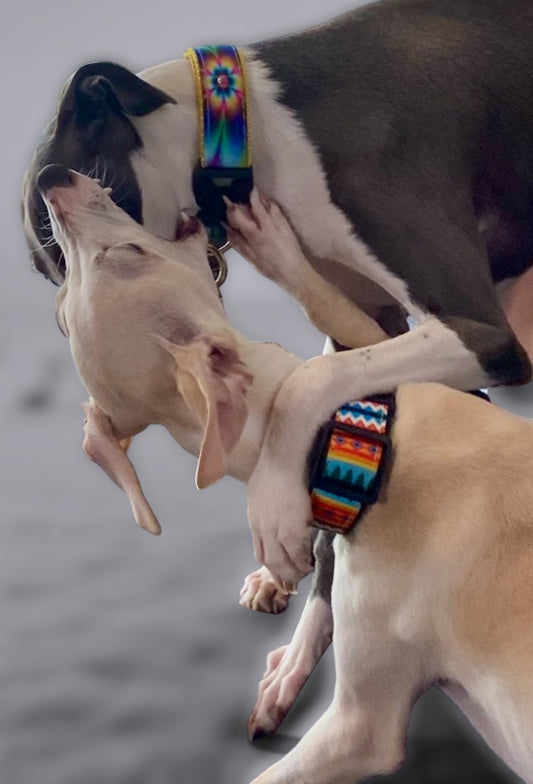 Dog Collar-Point of Sale